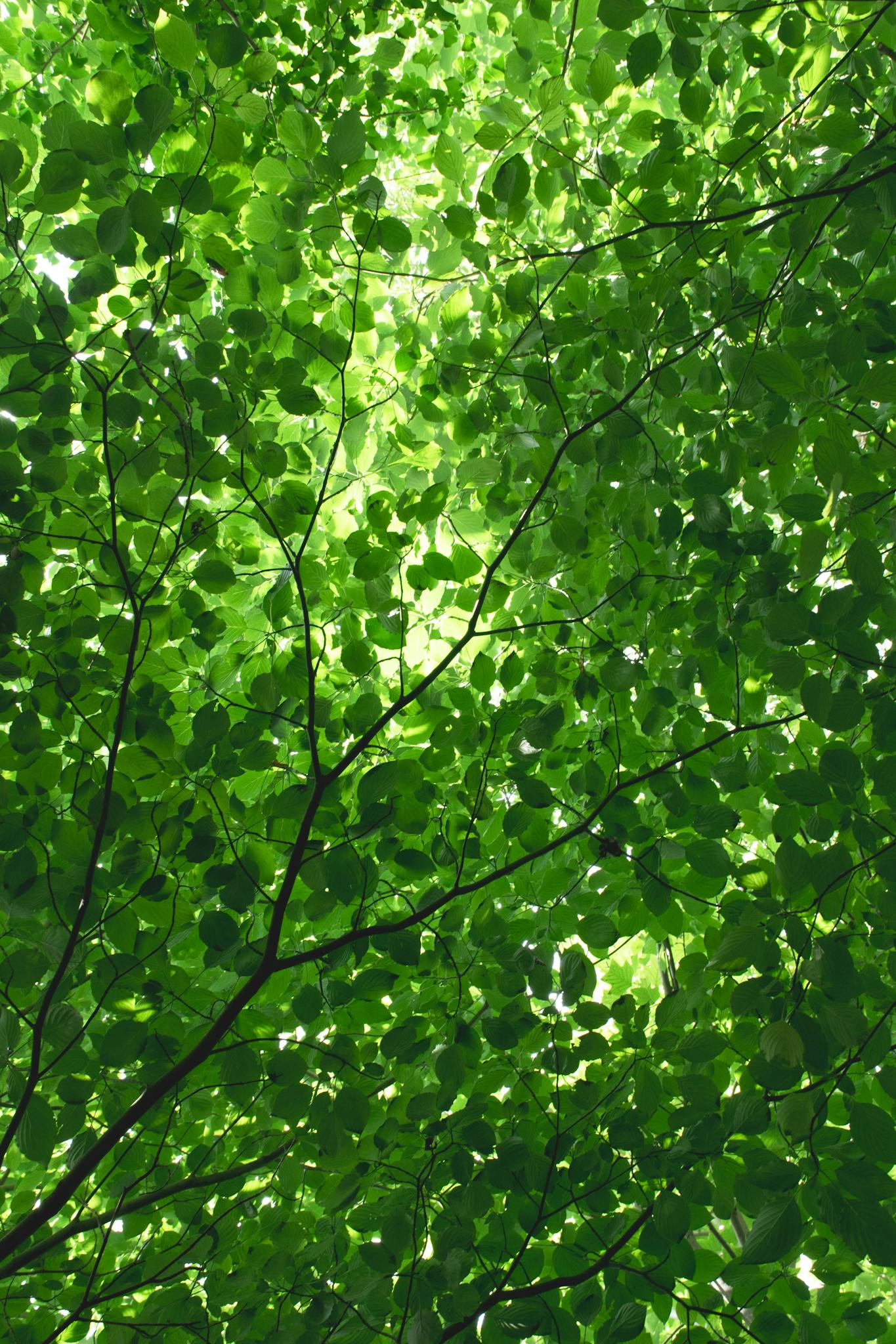Vibrant green foliage under a tree canopy in Lanzhou, Gansu, China.